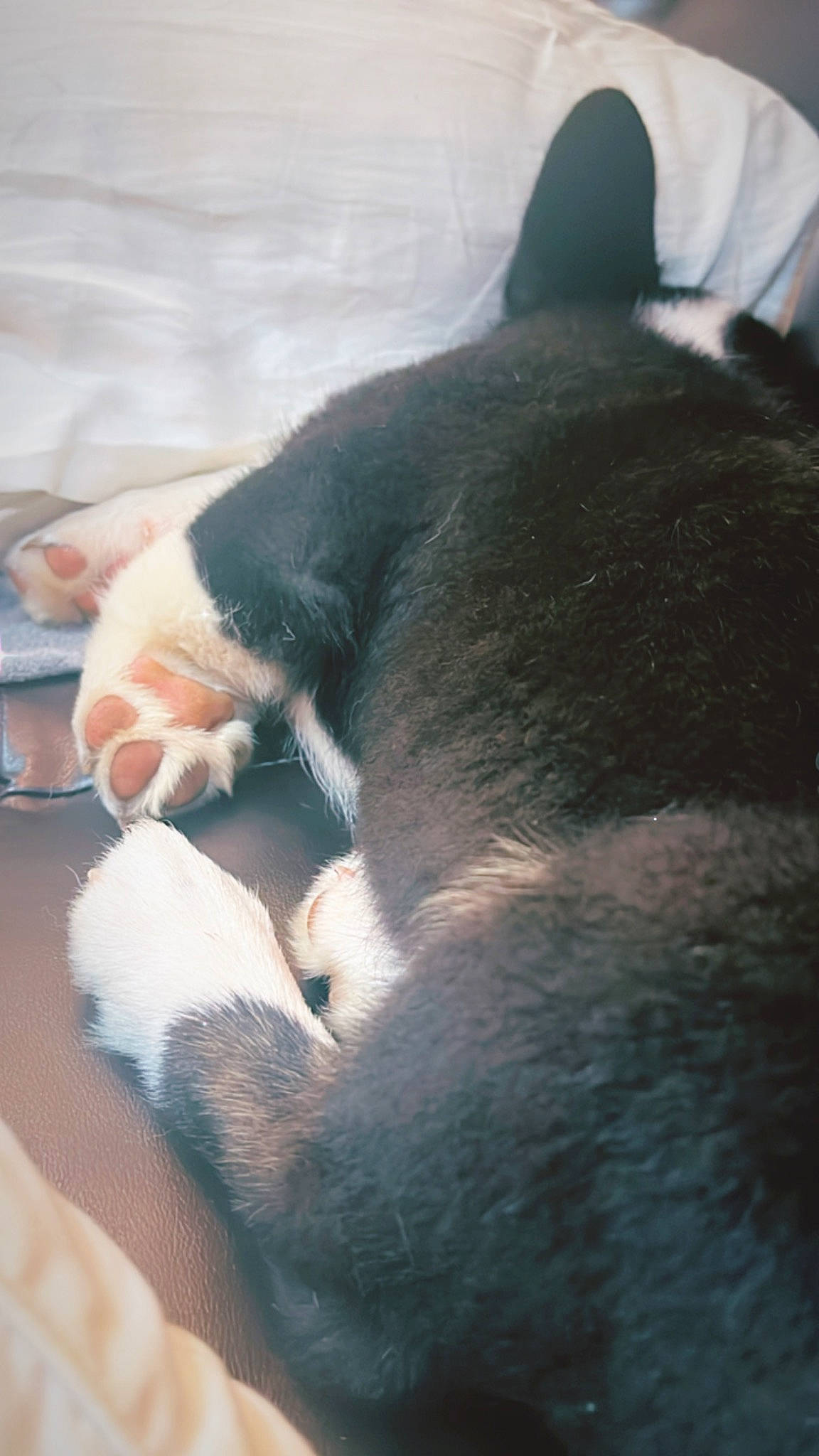 Jax joined the competition — help win amazing prizes! canidae, carnivore, cat, claw, comfort, companion_dog, dog_breed, domestic_short_haired_cat, eye, felidae, fur, gesture, human_leg, nap, paw, small_to_medium_sized_cats, snout, sporting_group, tail, whiskers