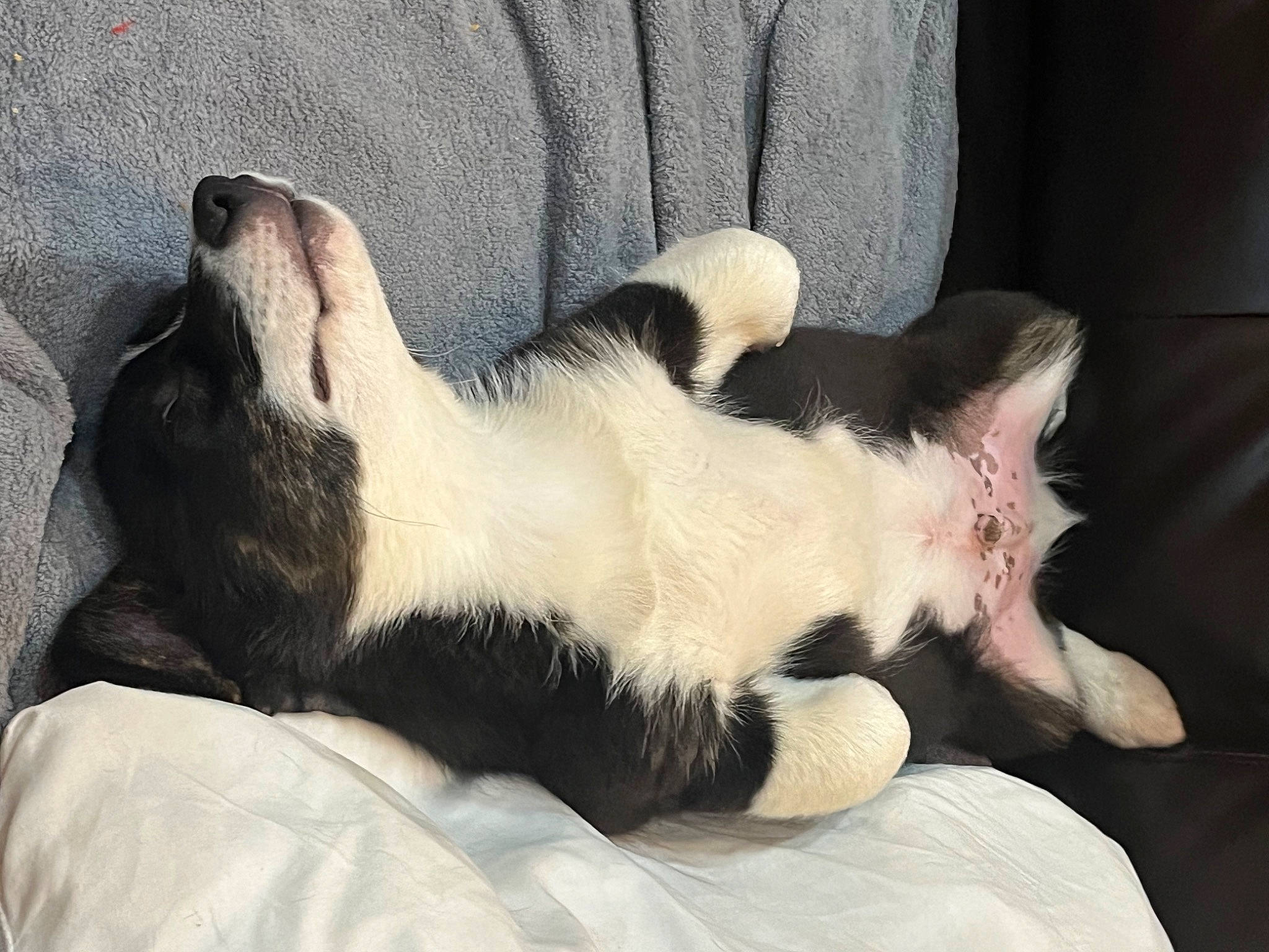 Jax is registered to the contest to win money with this photo: canidae, carnivore, cat, claw, comfort, companion_dog, dog_breed, domestic_short_haired_cat, fawn, felidae, foot, fur, nap, paw, small_to_medium_sized_cats, snout, tail, terrestrial_animal, vertebrate, whiskers