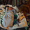 Dakota is registered to the contest to win money with this photo: baby, newborn, dog, blanket, bed, sleeping, resting, animal, pet, cozy, soft, comfort, indoor, peaceful, child, fur, mammal, portrait, lying_down, cute