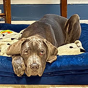Bob joined the competition — help win amazing prizes! dog, gray_dog, pet, indoor, bed, blanket, floor, tile_floor, wooden_chair, resting, animal, canine, looking_up, ears, paw, furniture, relaxed, cute, companion, cozy