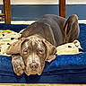 dog, gray_dog, pet, indoor, bed, blanket, floor, tile_floor, wooden_chair, resting, animal, canine, looking_up, ears, paw, furniture, relaxed, cute, companion, cozy