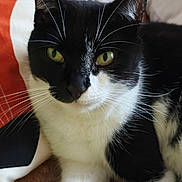 Black Widow a rejoint le concours — aidez-le/la à gagner de superbes lots ! animal, black_and_white, cat, close_up, cozy, cute, domestic_animal, face, feline, fur, green_eyes, indoor, pet, portrait, relaxed, resting, soft_texture, whiskers, yellow_eyes