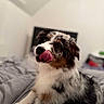 Maya a rejoint le concours — aidez-le/la à gagner de superbes lots ! dog, puppy, tricolor, fluffy, tongue, licking, head_tilt, adorable, pet, animal, portrait, indoor, bedroom, bed, blanket, cozy, soft_lighting, shallow_depth_of_field, sitting, cute