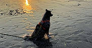 Maya participe au concours pour gagner de l'argent avec cette photo : dog, beach, sunset, ocean, shoreline, wet_sand, reflection, leash, harness, fluffy, black_and_white, sitting, outdoors, coastline, sunlight, golden_hour, water, breakwater, landscape, seascape