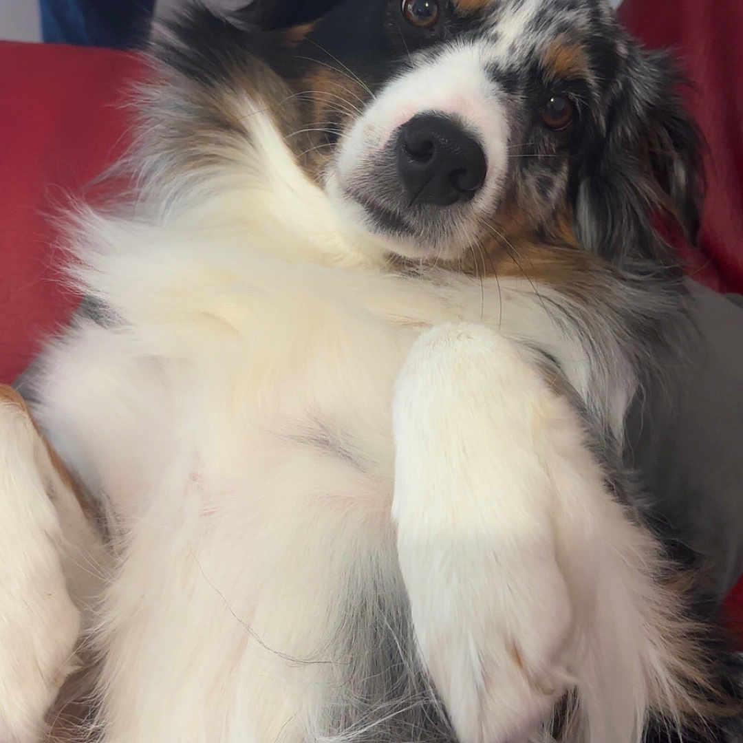 Maya a rejoint le concours — aidez-le/la à gagner de superbes lots ! dog, pet, animal, fluffy, long_hair, tricolor, black_white_brown, portrait, face, eyes, nose, ears, paws, lying_down, indoor, laundry, clothing, red_couch, cute, head_tilt