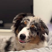 Maya a rejoint le concours — aidez-le/la à gagner de superbes lots ! dog, puppy, australian_shepherd, merle_coat, fluffy, face, tongue, nose, eyes, ears, black_white_brown, pet, cute, sleepy, bed, blanket, indoors, portrait, close_up, animal