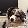 dog, puppy, australian_shepherd, merle_coat, fluffy, face, tongue, nose, eyes, ears, black_white_brown, pet, cute, sleepy, bed, blanket, indoors, portrait, close_up, animal