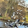 Maya participe au concours pour gagner de l'argent avec cette photo : dog, canine, outdoors, park, lakeside, lake, birds, seagulls, wildlife, autumn, trees, nature, water, shoreline, leash, harness, walking, running, animal, daylight