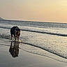 dog, beach, ocean, seashore, shoreline, sunset, sunrise, water, waves, wet_fur, reflection, sand, coast, outdoor, nature, golden_hour, leash, walking, surf, landscape