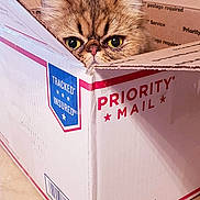 Bella is registered to the contest to win money with this photo: book, box, cardboard, carnivore, carton, cat, domestic_short_haired_cat, event, felidae, font, packaging_and_labeling, packing_materials, paper, paper_product, pet_supply, publication, rectangle, shipping_box, small_to_medium_sized_cats, whiskers