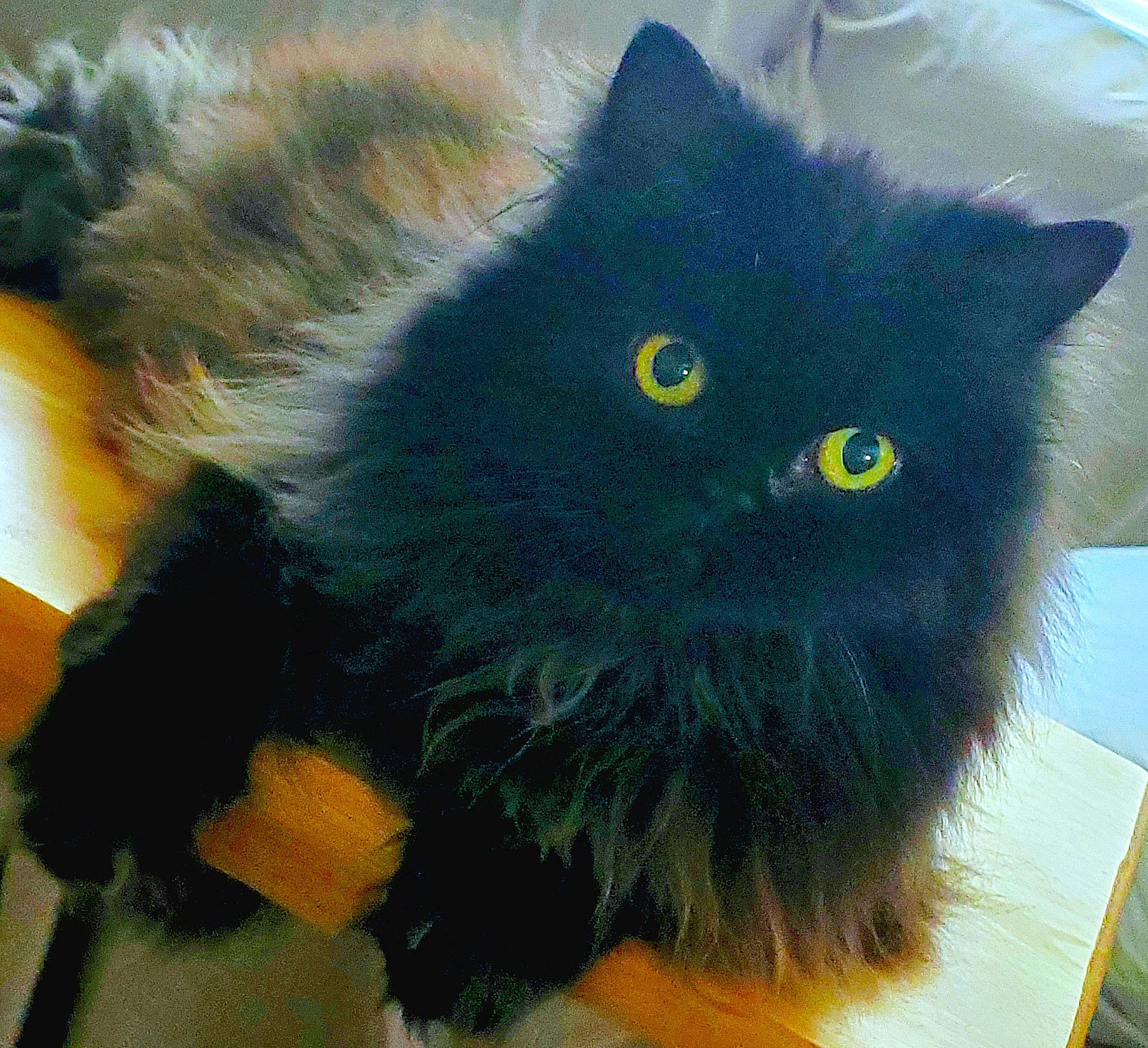 Chewy