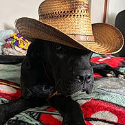 Scar is registered to the contest to win money with this photo: dog, black_dog, hat, cowboy_hat, pet, indoor, blanket, colorful_blanket, lying_down, animal, canine, nose, paw, fur, domestic_animal, relaxed, portrait, closeup, face, companion