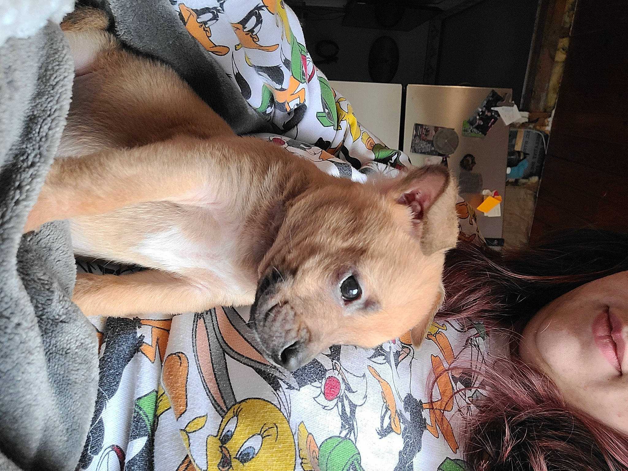 Morty joined the competition — help win amazing prizes! canidae, carnivore, comfort, companion_dog, dog_breed, ear, fawn, felidae, fur, mammal, muroidea, nap, puppy, small_to_medium_sized_cats, snout, sporting_group, vertebrate, whiskers, working_animal