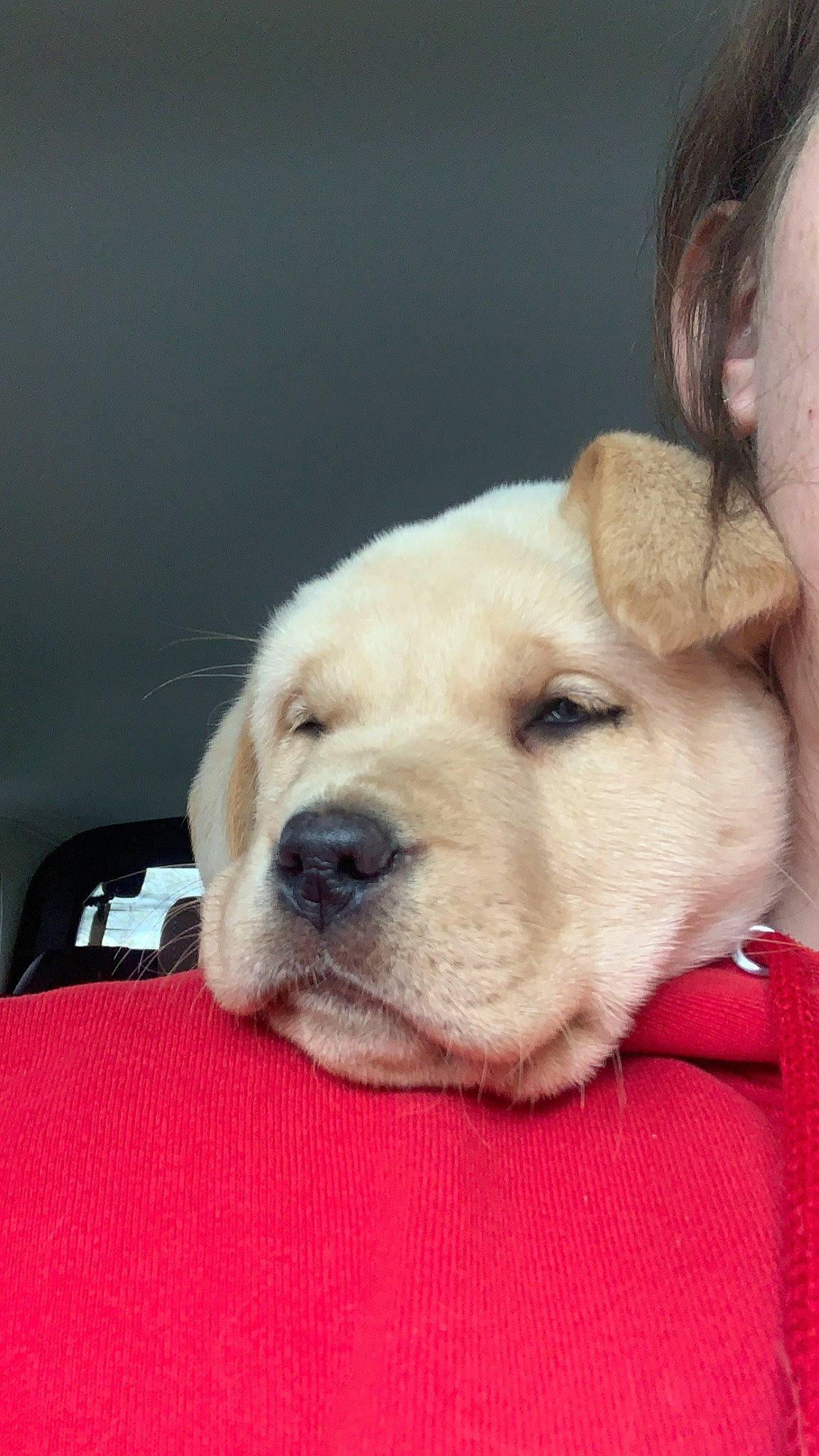 Harlo joined the competition — help win amazing prizes! canidae, carnivore, comfort, companion_dog, dog, dog_breed, fawn, fur, labrador_retriever, non_sporting_group, retriever, snout, sporting_group, terrestrial_animal, whiskers, working_animal, wrinkle