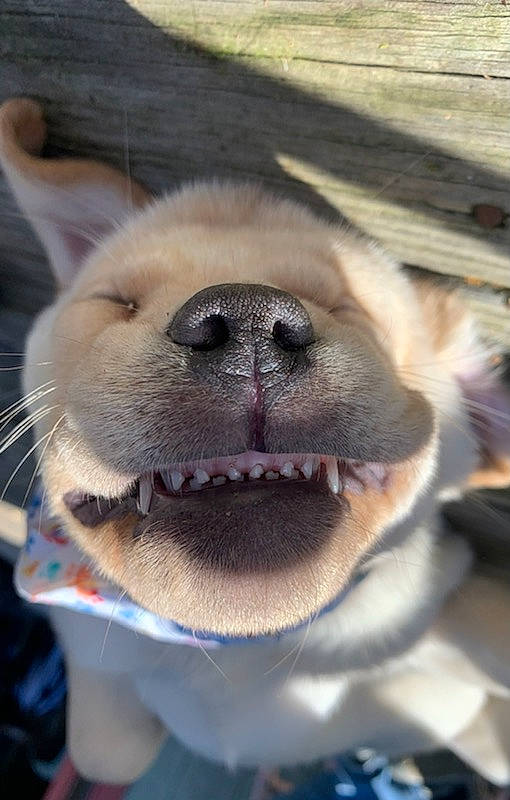 Harlo is registered to the contest to win money with this photo: blue, canidae, carnivore, close_up, collar, companion_dog, dog, dog_breed, dog_collar, fawn, fur, jaw, pet_supply, smile, snout, sporting_group, terrestrial_animal, whiskers, wildlife, working_animal