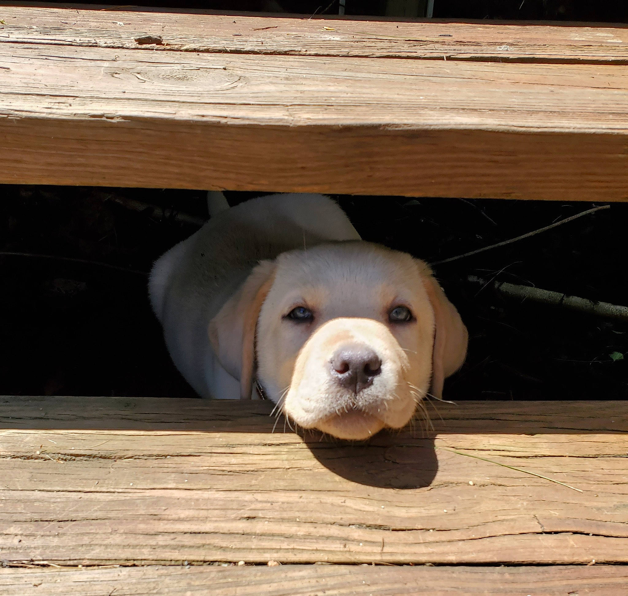 Harlo is registered to the contest to win money with this photo: ball, canidae, carnivore, companion_dog, dog, dog_breed, fawn, floor, flooring, football, hardwood, plank, snout, sporting_group, sports_equipment, terrestrial_animal, toy, whiskers, wood, working_animal