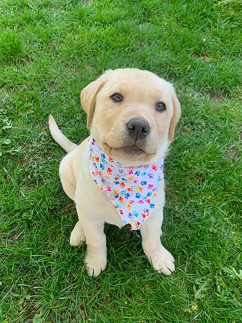 Harlo is registered to the contest to win money with this photo: canidae, carnivore, chair, collar, companion_dog, dog, dog_breed, dog_clothes, dog_collar, dog_supply, fawn, grass, pet_supply, plant, snout, sporting_group, tail, toy, toy_dog, working_animal