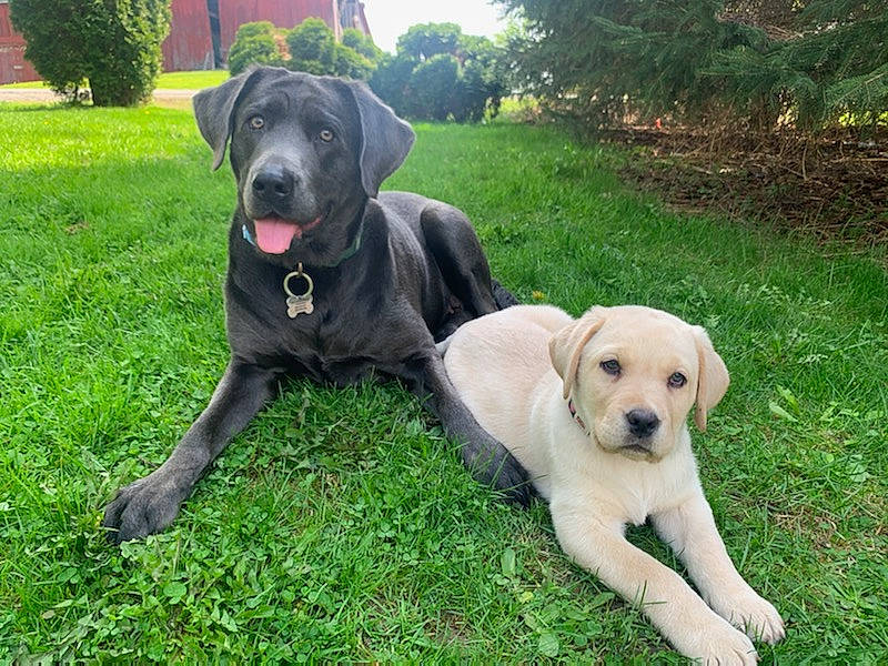 Harlo is registered to the contest to win money with this photo: canidae, carnivore, collar, companion_dog, dog, dog_breed, fawn, grass, green, guard_dog, gun_dog, labrador_retriever, lawn, plant, snout, sporting_group, tail, tree, working_animal, working_dog