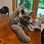 cat, gray_cat, stretching, table, wooden_table, indoor, window, greenery, pet, feline, curious, fluffy, amber_eyes, paw, raised_leg, relaxed, home, domestic_animal, cute, animal