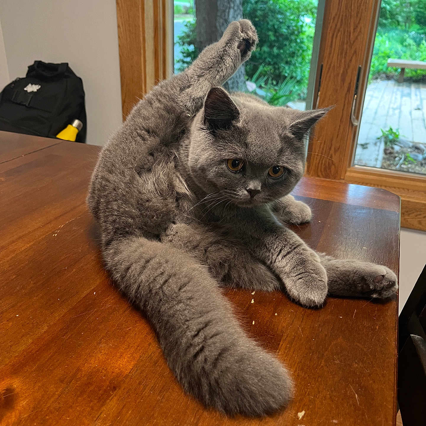 Sir Samuel Smudge is registered to the contest to win money with this photo: amber_eyes, animal, cat, curious, cute, domestic_animal, feline, fluffy, gray_cat, greenery, home, indoor, paw, pet, raised_leg, relaxed, stretching, table, window, wooden_table