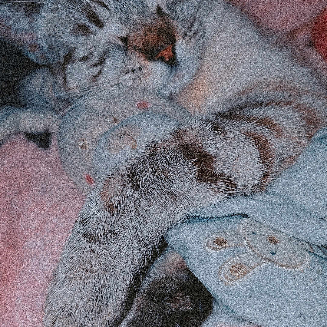 Sunny participe au concours pour gagner de l'argent avec cette photo : abyssinian, animal, blanket, bodypart, canine, cat, couch, dog, electronics, furniture, hardware, homedecor, kitten, linen, manx, mouth, person, pet, siamese, sleeping