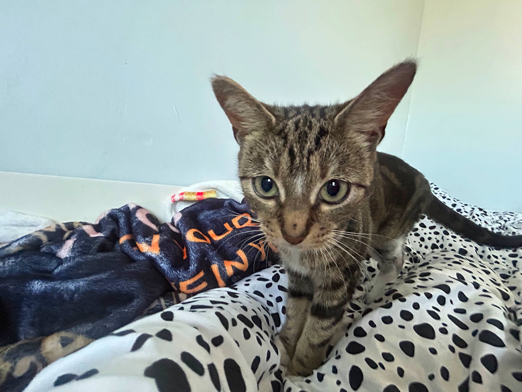 Dotty is registered to the contest to win money with this photo: bed, carnivore, cat, claw, comfort, domestic_short_haired_cat, felidae, fur, jaw, paw, sitting, small_to_medium_sized_cats, snout, tail, terrestrial_animal, whiskers