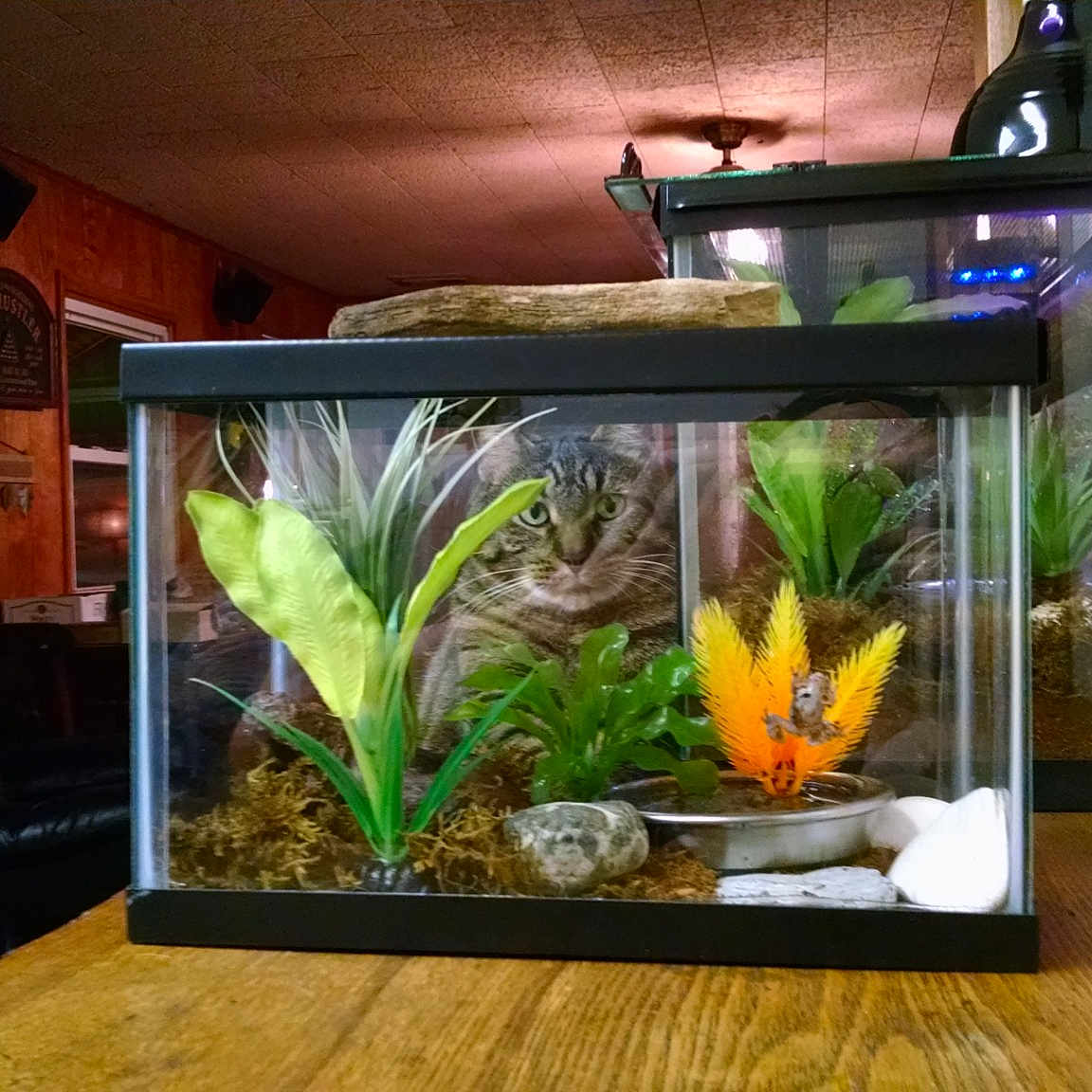 Alex is registered to the contest to win money with this photo: annual_plant, aquatic_plant, art, display_device, fish, flooring, floral_design, floristry, flower, flowering_plant, glass, hardwood, landscape, petal, plant, room, television_set, terrestrial_plant, water, wood