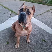 Tyson joined the competition — help win amazing prizes! accessories, animal, boxer, bulldog, canine, chair, city, dog, flagstone, frenchbulldog, furniture, path, pet, pitbull, puppy, road, sidewalk, slate, street, walkway