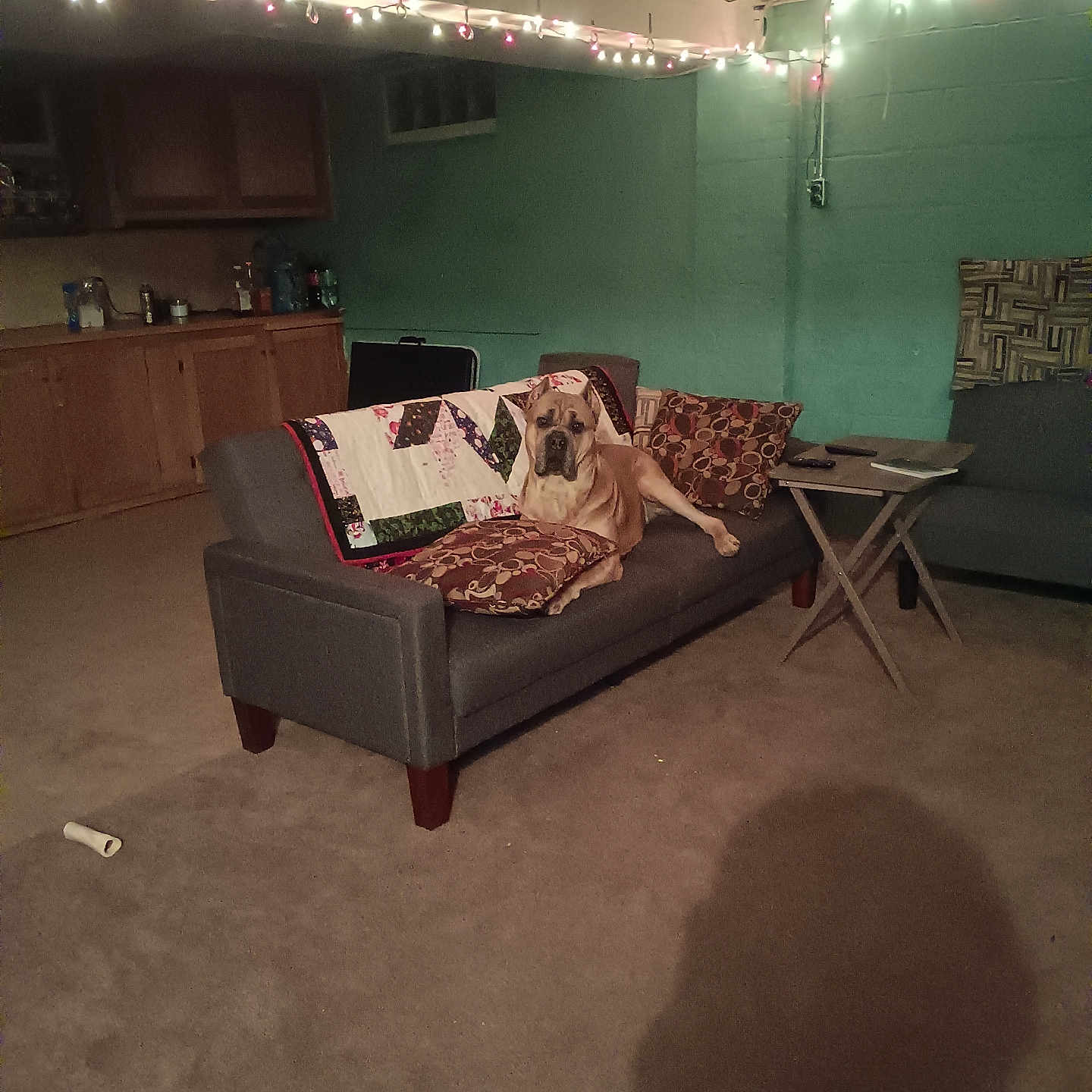 Tyson joined the competition — help win amazing prizes! animal, architecture, building, canine, chair, couch, cup, desk, dog, electronics, furniture, indoors, interiordesign, livingroom, person, pet, remotecontrol, room, table, wood