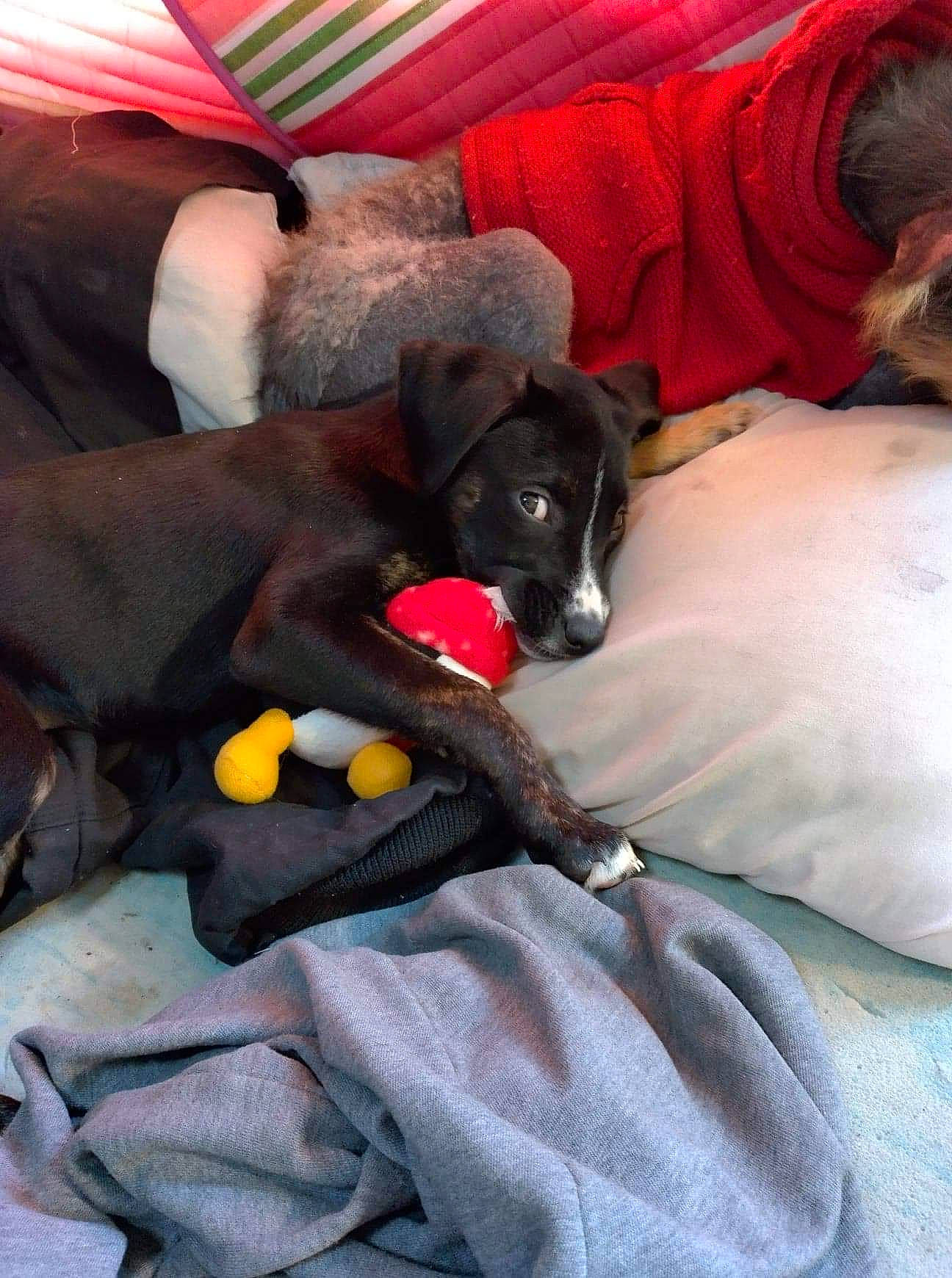 Gidget joined the competition — help win amazing prizes! bed, bedding, canidae, carmine, carnivore, comfort, companion_dog, couch, dog, dog_breed, fawn, fur, grey, guard_dog, lap, linens, remote_control, room, sitting, sporting_group