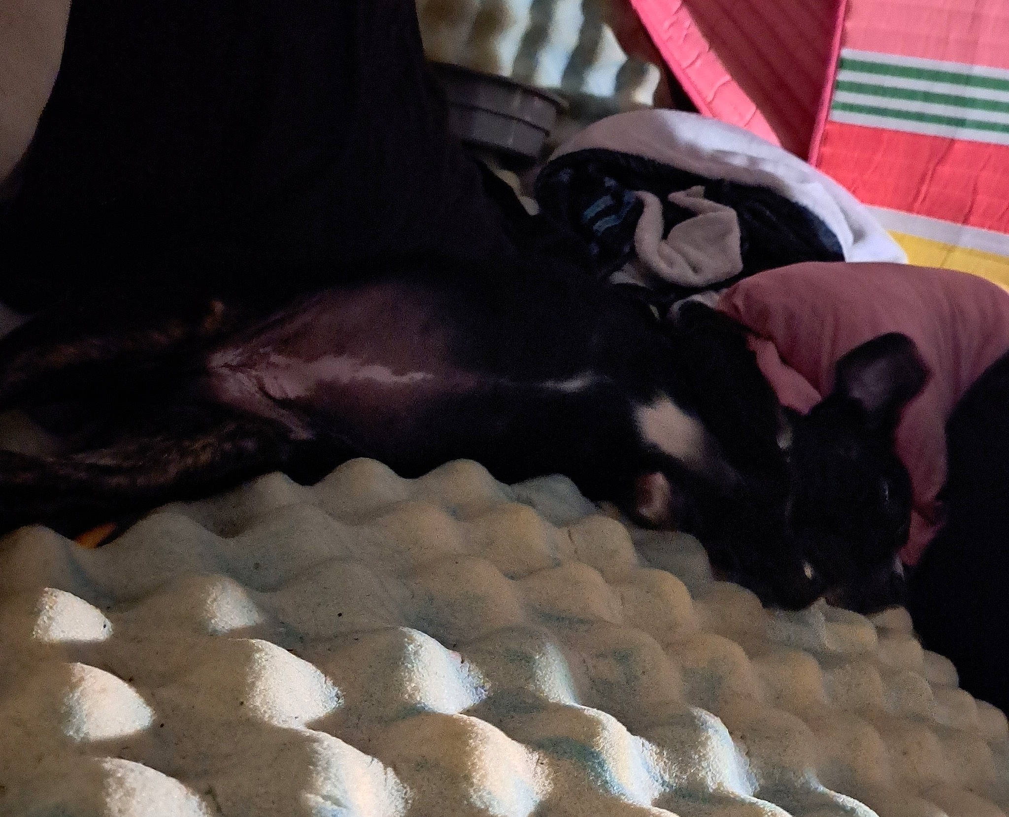 Gidget joined the competition — help win amazing prizes! canidae, carnivore, comfort, companion_dog, couch, dog, dog_breed, fawn, felidae, flooring, fur, grey, hardwood, linens, mammal, sporting_group, tail, vertebrate, wood, working_animal