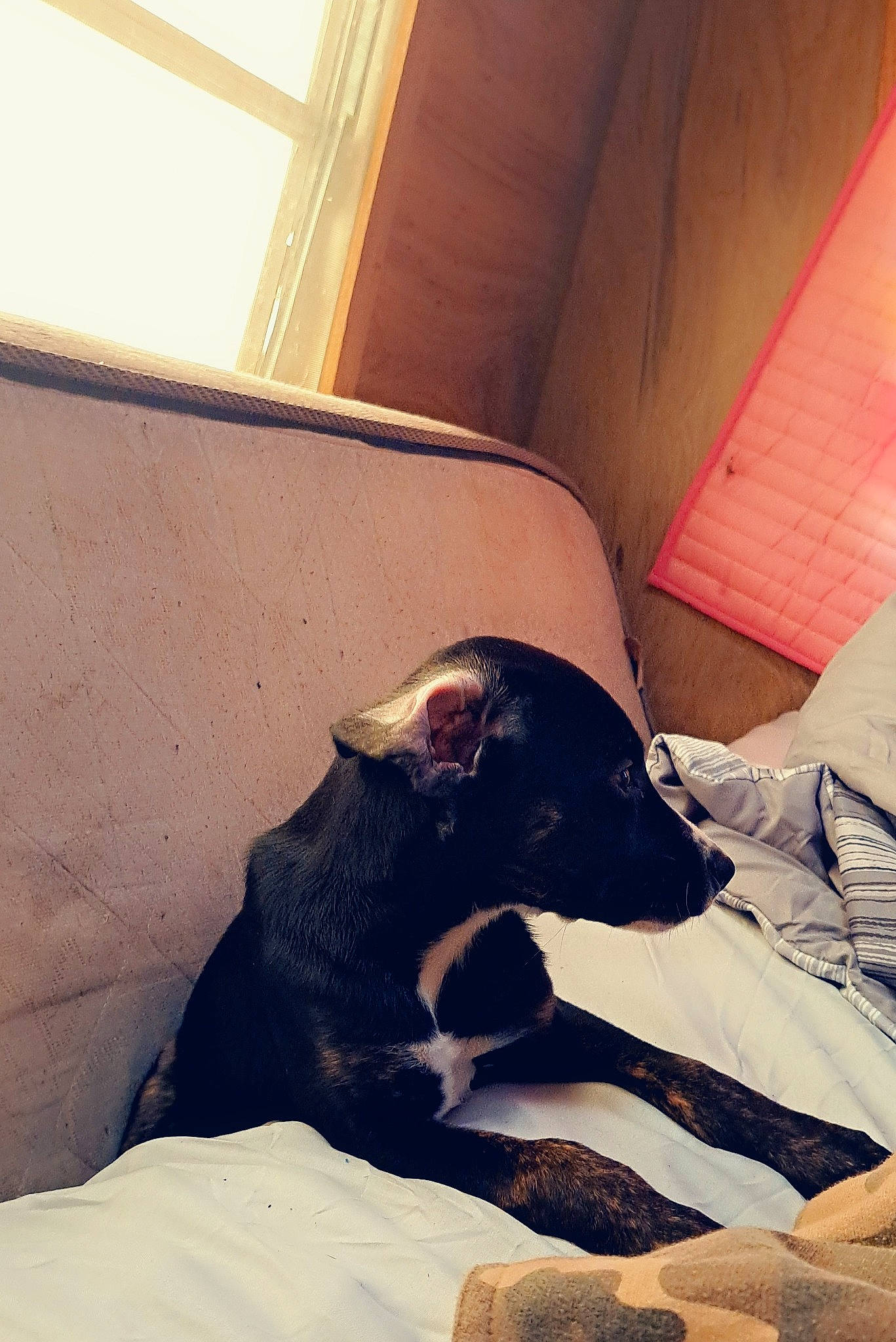 Gidget is registered to the contest to win money with this photo: carnivore, cloud, comfort, companion_dog, dog, dog_breed, fawn, flooring, guard_dog, hardwood, human_leg, room, snout, sporting_group, tail, terrestrial_animal, tints_and_shades, vertebrate, wood, working_animal