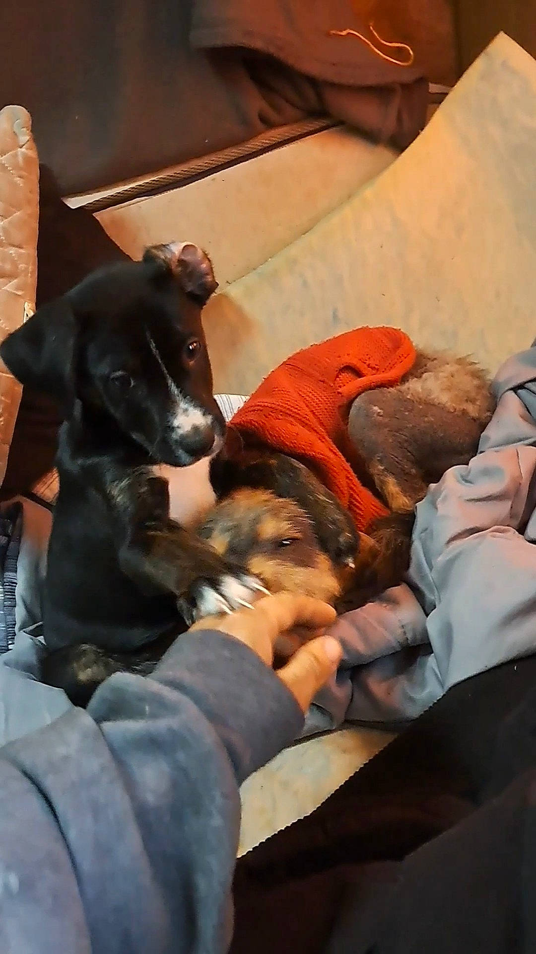 Gidget joined the competition — help win amazing prizes! bed, canidae, carnivore, comfort, companion_dog, couch, dog, dog_breed, event, guard_dog, montenegrin_mountain_hound, room, sporting_group, working_animal