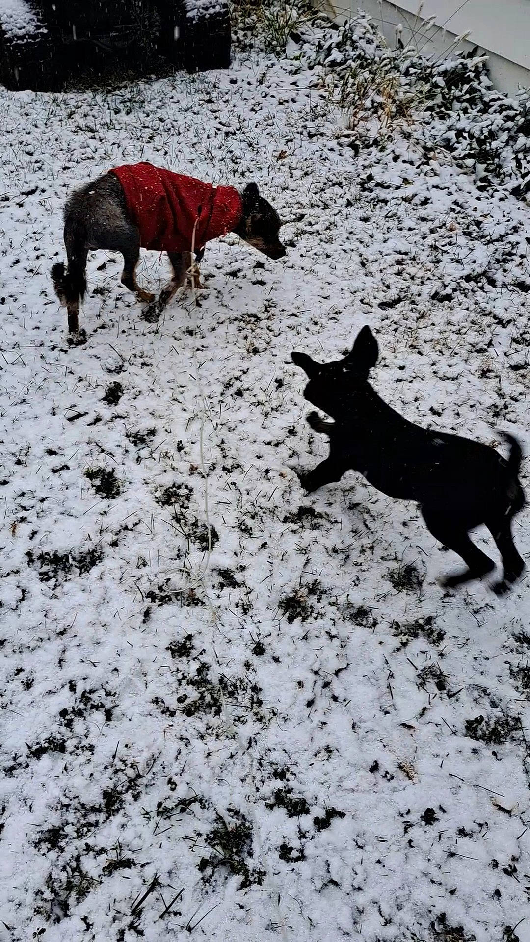 Gidget joined the competition — help win amazing prizes! art, canidae, carmine, carnivore, dog, dog_breed, freezing, guard_dog, monochrome, monochrome_photography, recreation, shadow, snow, sporting_group, tail, terrestrial_animal, vertebrate, winter, working_animal, working_dog