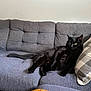 Lucy Goo is registered to the contest to win money with this photo: animal, black_cat, blanket, cat, checkered_pillow, comfort, couch, cozy, domestic_cat, feline, fur, indoor, living_room, orange_blanket, pet, pillow, relaxing, resting, sofa, tufted_sofa