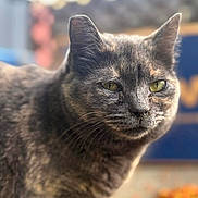 Clover is registered to the contest to win money with this photo: animal, blurred_background, cat, close_up, cute, domestic_cat, feline, food, fur, gray_fur, green_eyes, mammal, outdoor, pet, portrait, shy, soft_light, sweet, treats, whiskers