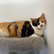 Kiwi is registered to the contest to win money with this photo: animal, calico, cat, cozy, cute, domestic_cat, ears, feline, fur, gray, indoor, mammal, perch, pet, relaxed, resting, sleepy, soft, whiskers, white_wall