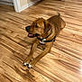 animal, brown_dog, canine, collar, dog, domestic_animal, floor, flooring, happy, home, house, indoor, laying_down, looking_away, mammal, paw, pet, tail, tongue, wooden_floor