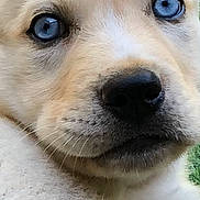 Falco participe au concours pour gagner de l'argent avec cette photo : puppy, dog, close_up, blue_eyes, fur, pet, animal, cute, portrait, outdoor, young, mammal, face, whiskers, nose, canine, expression, adorable, nature, looking