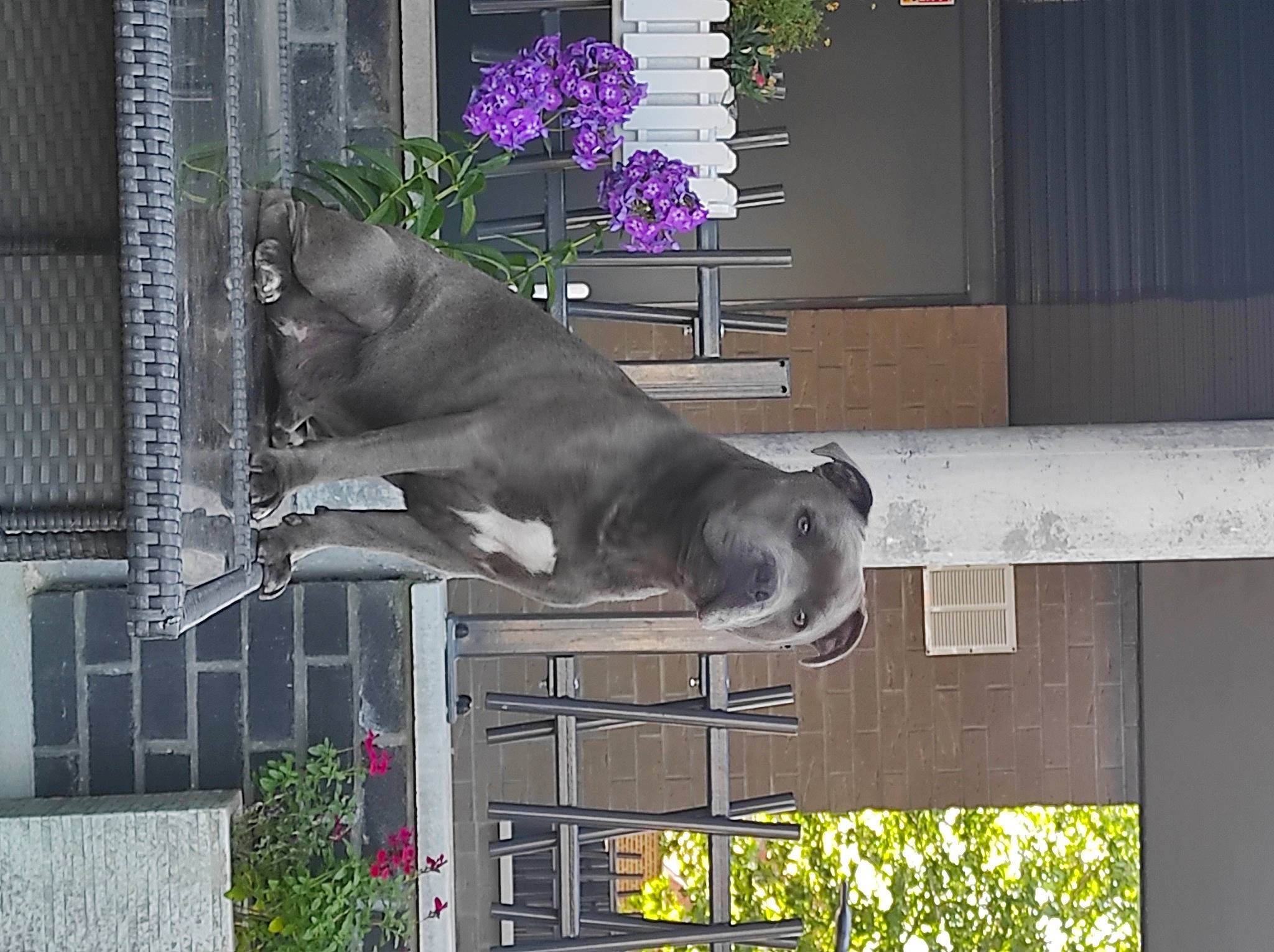 Eros a rejoint le concours — aidez-le/la à gagner de superbes lots ! art, building, carnivore, dog, dog_breed, facade, fawn, flower, grey, house, liver, pet_supply, plant, sculpture, sporting_group, statue, tail, tree, window, working_animal