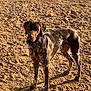 Fenway joined the competition — help win amazing prizes! dog, canine, outdoor, sand, sunlight, shadow, pet, animal, collar, brown, standing, alert, nature, daylight, fur, mammal, friendly, companion, portrait, earth