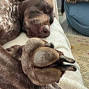 Fenway joined the competition — help win amazing prizes! dog, sleeping, paw, closeup, blanket, indoor, furniture, armchair, rug, resting, pet, cozy, brown, white, living_room, floor, relaxation, canine, comfort, napping