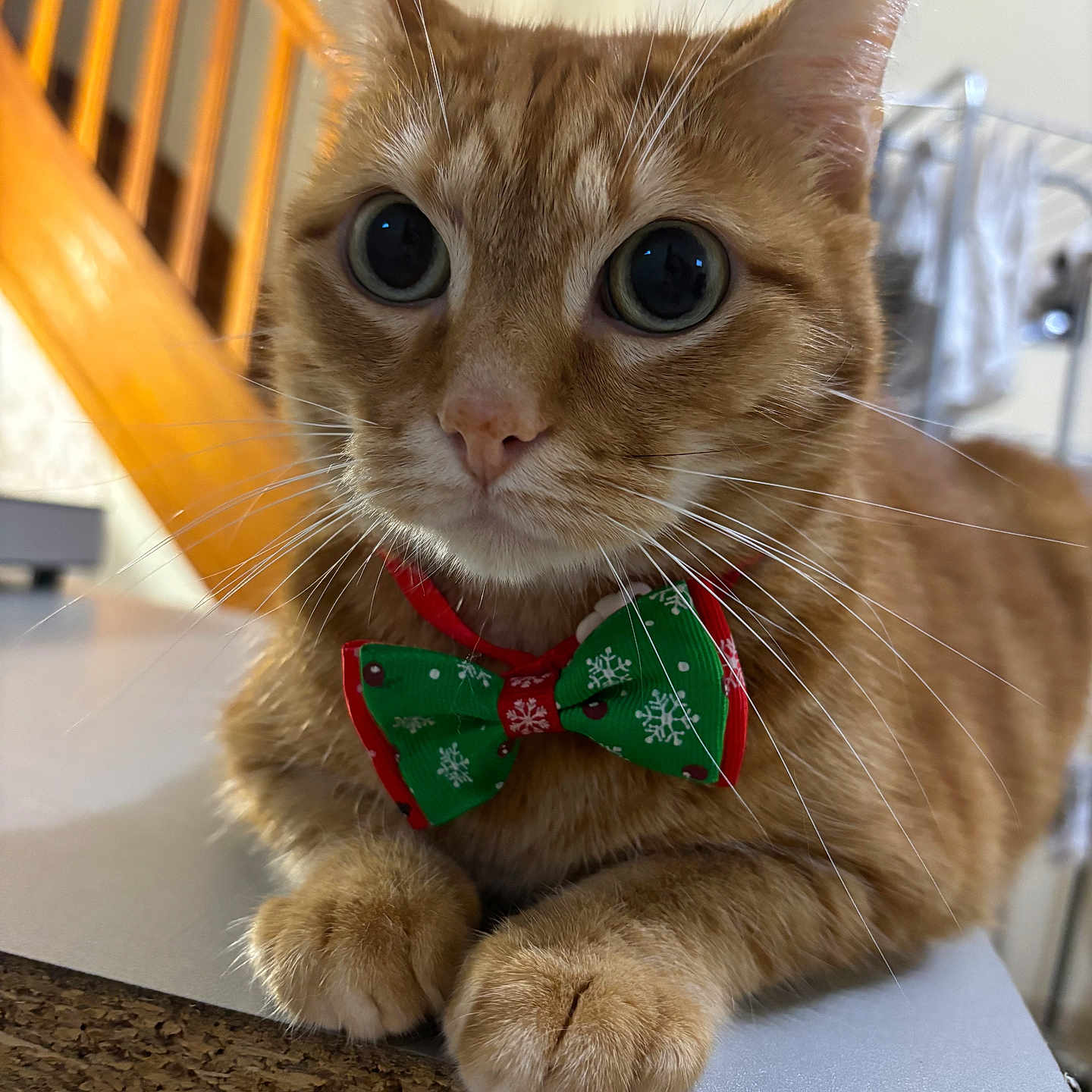 Simba participe au concours pour gagner de l'argent avec cette photo : animal, background_blur, bow_tie, cat, close_up, curious, cute, domestic_animal, feline, ginger_cat, household, indoor, orange_fur, paws, pet, portrait, staircase, table, whiskers, wide_eyes