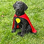 Roxie Fletcher joined the competition — help win amazing prizes! adorable, animal, black_dog, costume, cute, daylight, dog, grass, greenery, mask, nature, outdoor, pet, playful, portrait, puppy, red_cape, sitting, superhero_costume, young_dog