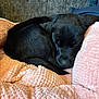 puppy, dog, sleeping, black_fur, curled_up, blanket, pink, soft, cozy, pet, indoors, resting, cute, fur, animal, snuggle, warm, comfort, nose, tail