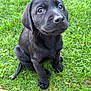 puppy, dog, black_dog, grass, outdoor, pet, animal, cute, young, sitting, fur, nature, canine, playful, adorable, mammal, friendly, companion, looking_up, small