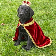 Roxie Fletcher is registered to the contest to win money with this photo: puppy, dog, black_dog, cape, crown, grass, outdoor, pet, costume, royalty, animal, cute, sitting, young_dog, adorable, portrait, greenery, velvet, gold_trim, nature