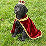 puppy, dog, black_dog, cape, crown, grass, outdoor, pet, costume, royalty, animal, cute, sitting, young_dog, adorable, portrait, greenery, velvet, gold_trim, nature