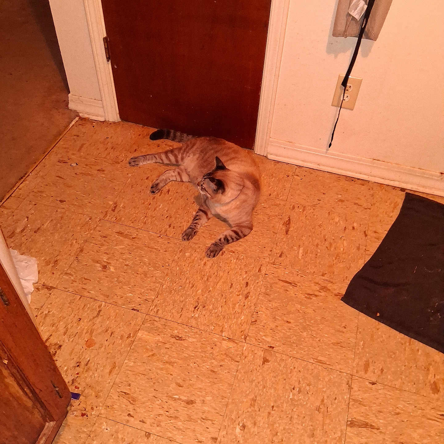 Ghost Malone joined the competition — help win amazing prizes! animal, brown, cat, corner, curtain, domestic, door, feline, floor, household, indoor, mat, pet, plug_socket, relaxed, resting, striped, tile_floor, wall, wooden_door