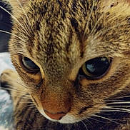 Terra participe au concours pour gagner de l'argent avec cette photo : abyssinian, animal, cat, citrusfruit, egyptiancat, food, fruit, kitten, manx, ocelot, orange, pet, plant, produce